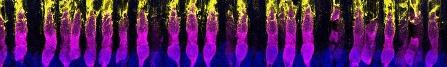 research image